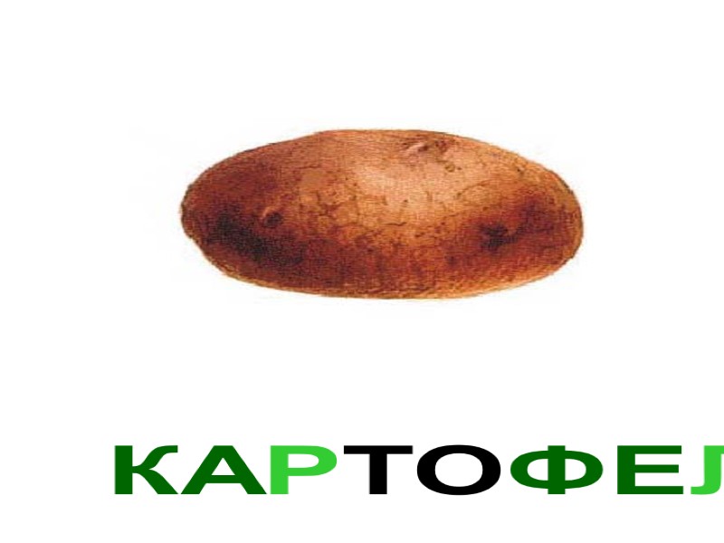 КАРТОФЕЛЬ